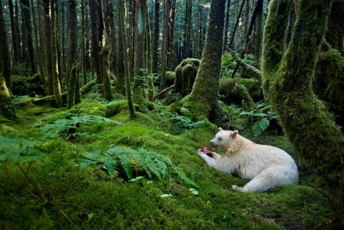 celtic-forest-faerie:{Spirit Bear} by {Paul Nicklen} In moss-draped rain forest of British Columbia, towering red cedars live a thousand years, and black bears are born with white fur. Neither albino nor polar bear, the spirit bear (also known as the