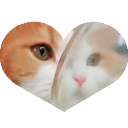 luv-cat avatar