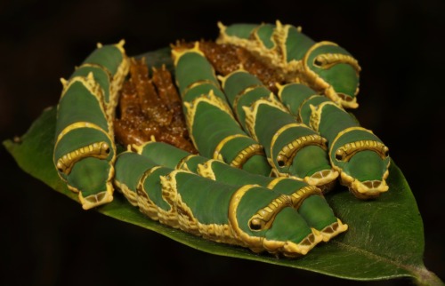 sinobug: Noble’s Swallowtail Butterfly Caterpillars (Papilio noblei, Papilionidae) This specie