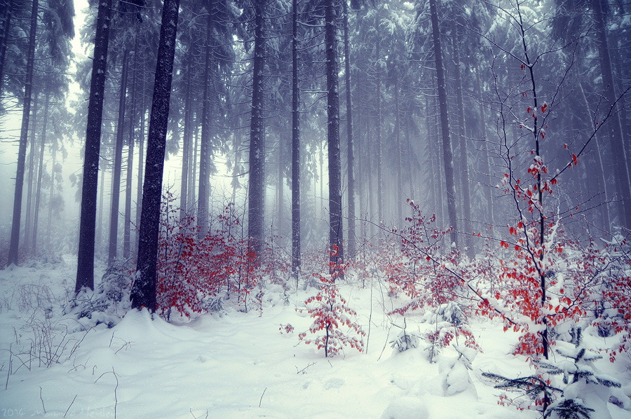 tulipnight:  Misty Seasons by Marco Heisler