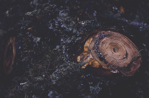 deeplovephotography:Walking with giants >> Cathedral Grove, Vancouver Island  instagram | flickr | facebook