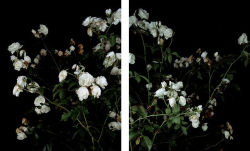 Atavus:  Sarah Jones - The Rose Gardens, 2008 
