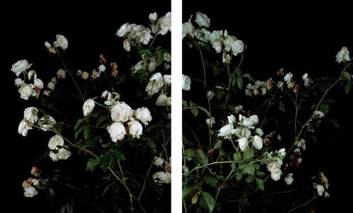 XXX atavus:  Sarah Jones - The Rose Gardens, photo