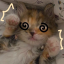 ilostbasil