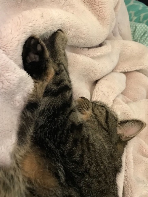 SLEEPY PEETS