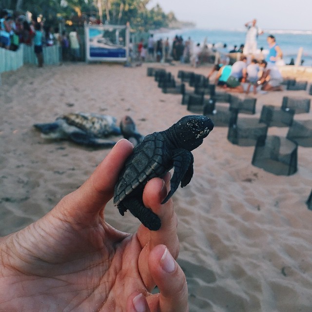 pareço pedra, queria ser pedra, mas nasci flor