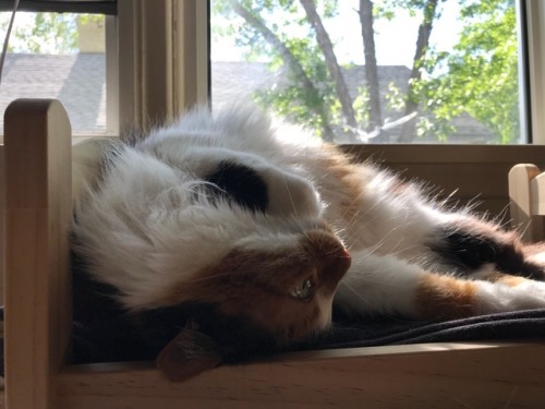 catsuggest:  tullia suggest: donot hesitat. find tiny bed for nâp and achievemont of beauté.