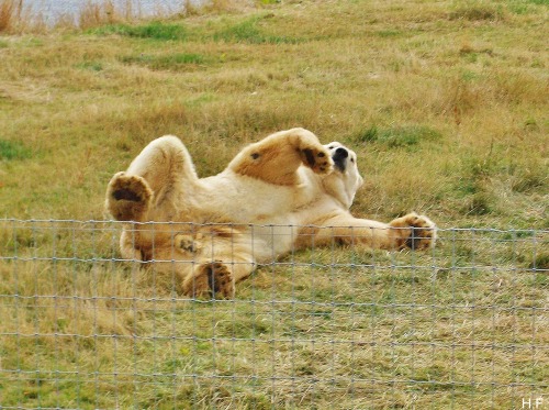 Victor The Polar Bear, In His Reserve At The Yorkshire Wildlife Park.