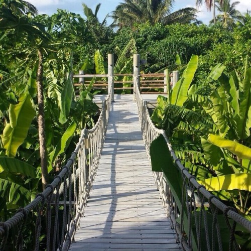 theadventurechild:Jungle/tropical blog❀ tropical blog - stress free zone ❀