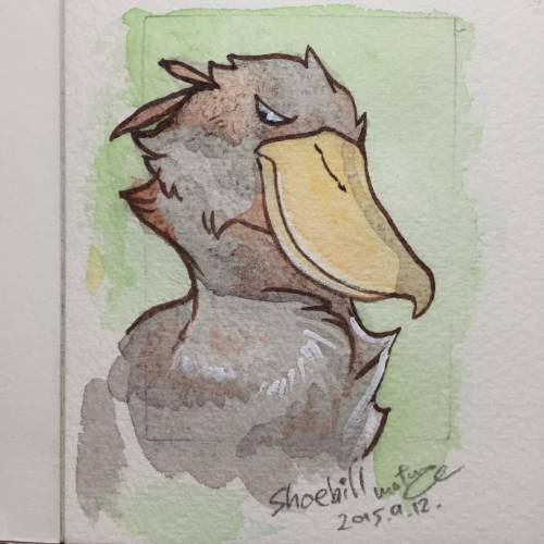 mofuwa:  やさしいハシビロさん happy shoebill #shoebill #watercolor 