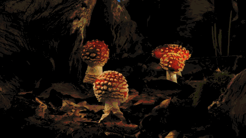 kingkongkockykumming:  mawusifitnesstraining:  MUSHROOMS. These fruity bodies of the Amazing Kingdom of Fungi, are as Nutritious as they are Beautiful. They’re often associated with the vegetable group though they’re not vegetables. In fact, genetic