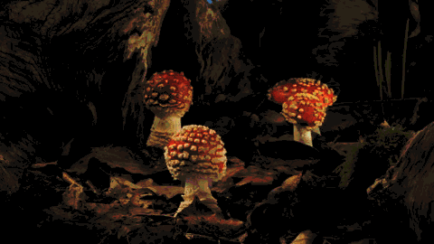 Fungi