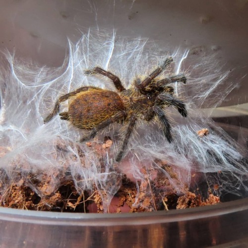 My baby OBTs are growing nicely#obt #orangebiteything #pterinochilusmurinus #spider #spider_house_