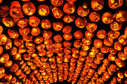 odditiesoflife:  The Great Jack O’Lantern Blaze Held every year in New York, the Great Jack O’Lantern Blaze is a 25-night-long Halloween event featuring some 5,000 hand-carved, illuminated pumpkins arranged into dinosaurs, witches, zombies, and other