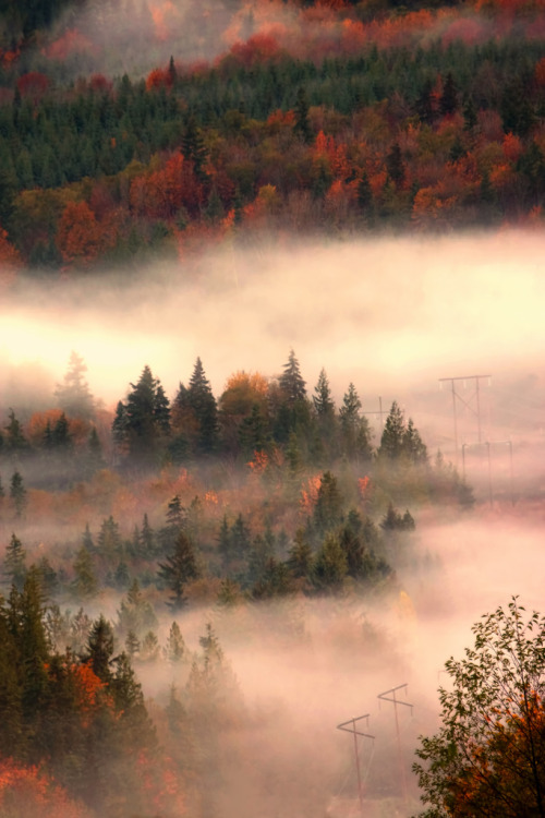 natureac:  This blog will make you feel at peace