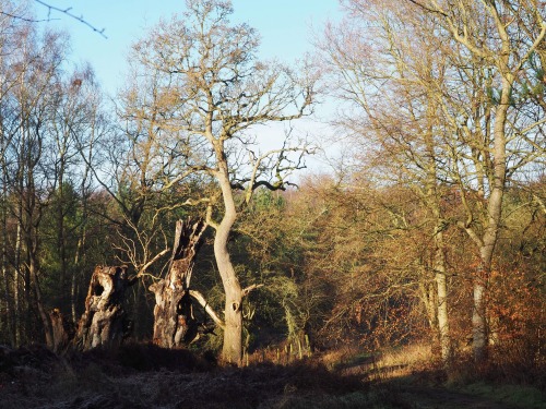 Bintree Woods, Norfolk.January 2021