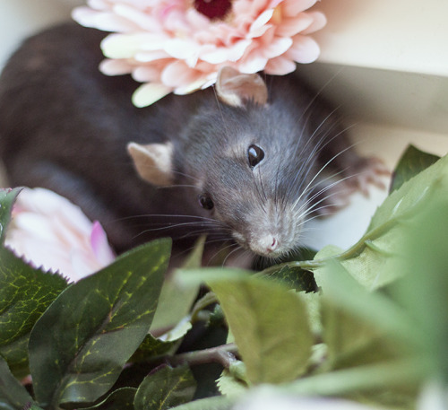 folk-punk:  thedaintysquid:  eeeep! so cute!  BABIES 