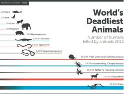 jealousgoodio:  sixpenceee:  World’s Deadliest Animals  Goddamn mosquitos!!! 