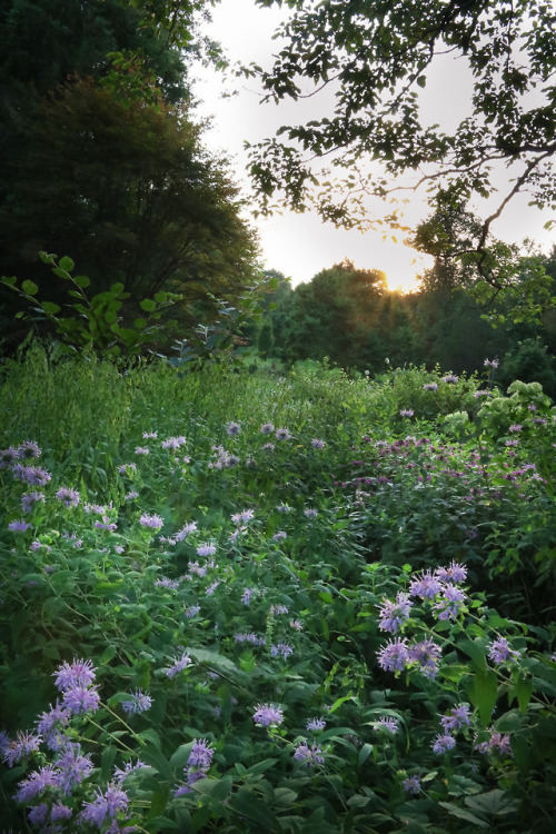 A very wild woodland edge mix showing some mid summer color.  This is what happens when you plant a 