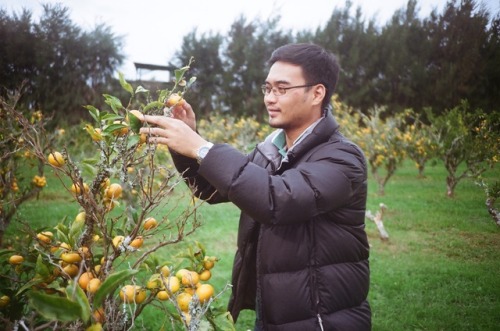 Mandarin Picking at Auckland, New Zealand. – My boyfriend gave me an analog camera to play wit