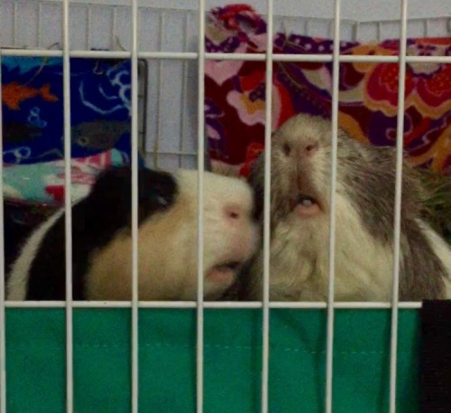 ginnypants:look at these idiots