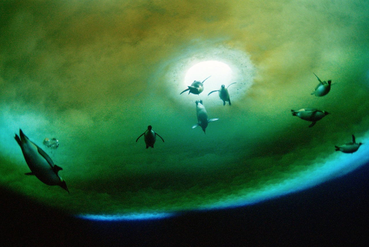 awkwardsituationist:  april 25 is world penguin day. two recently published studies