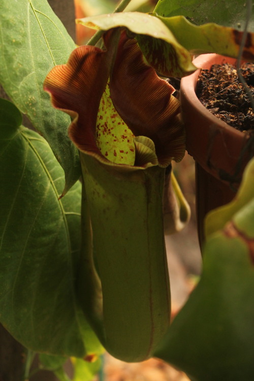 Nepenthes maxima (m) x truncata (D) bred by Exotica Plants in Australia. Despite their general reput