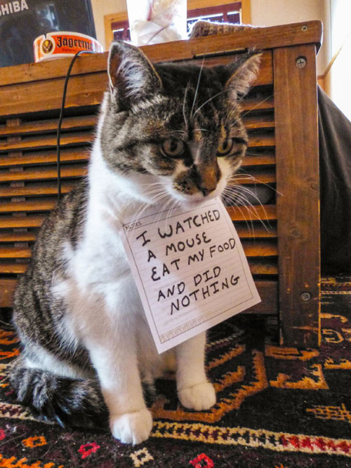 3-ducks-in-a-trenchcoat: emanantfeminine: awesome-picz: Asshole Cats Being Shamed For Their Crimes. 