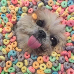 marniethedog:  It’s breakfast time 