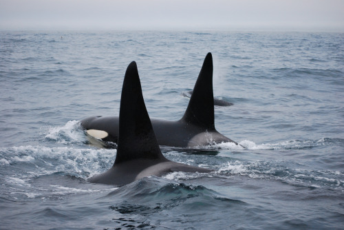 orcadialect:Orca Pod (by Ed Nolan)