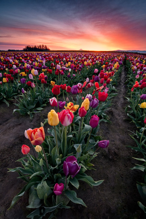 bluepueblo:Spring Tulips, Woodburn, Oregon photo via besttravelphotosMy favorite flowers. 