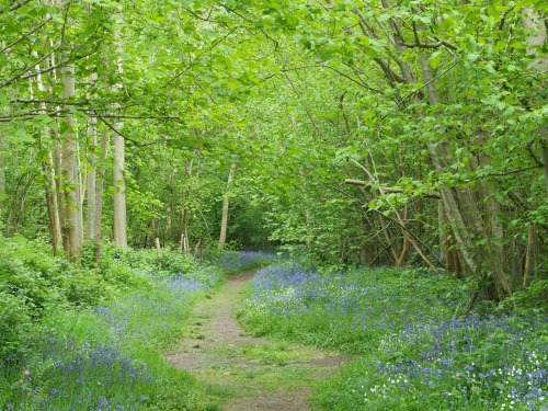 Foxley Wood Nature Reserve, Norfolk10th May 2022