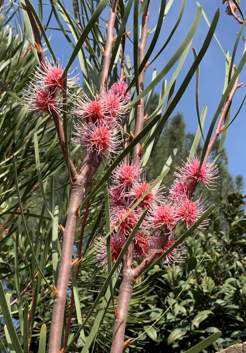 Hakea multilineataThis erect-growing large shrub is native to the winter-rainfall region in Western 
