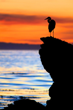 mistymorningme:  Elegant Egret Silhouette at Sunset - Little Corona, Corona del Mar State Beach, CA © Daniel Peckham This egret landed in front of me on a cool rock partway out into the ocean and stood there as if watching the sunset. By this point