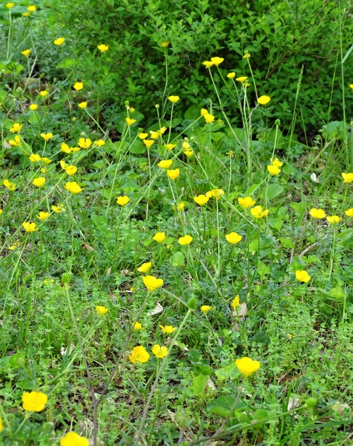 Sunny yellow BUTTERCUPS make my heart SING