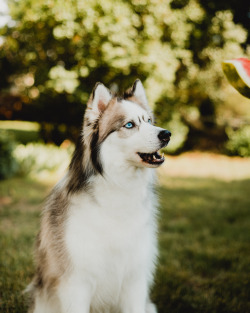 huskiesadventures:  The treat of choice for