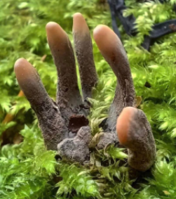 Favorite Fungi / Mushrooms: