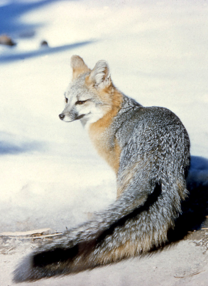 theangryguardianangel:  Foxes  Red, Silver, Gray, Arctic and Fennec  