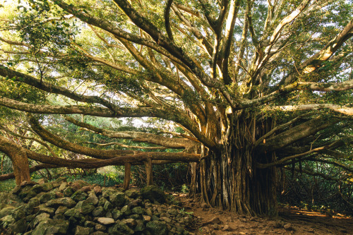 brianfulda:  Found a super cheap flight to Maui last weekend, so I rented a car and explored the ent