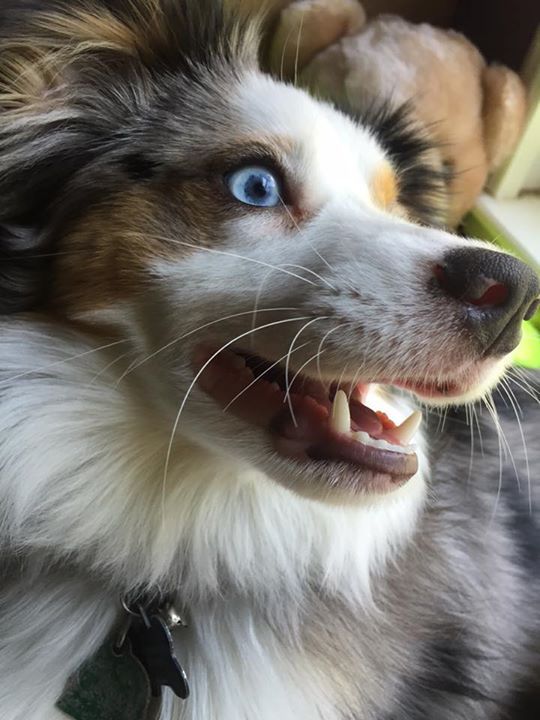 dogsandpupsdaily:- Australian Shepherd. Want more? Follow:http://dogsandpupsdaily.tumblr.com/