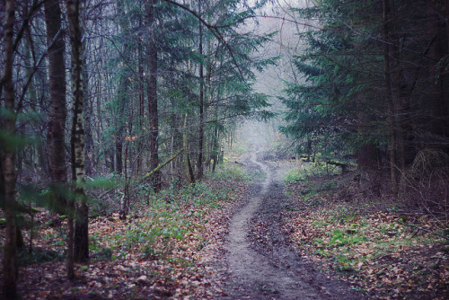 90377: Misty Taunus hills by janinebaechle on Flickr.