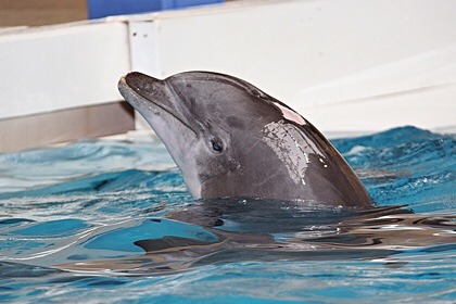 certifiedcervine: I’m really tired of the idea that all zoos or exotic pet owners