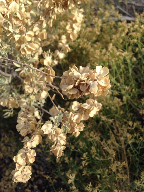 11.7.16 - Desert shrub that I cannot ID for the life of me!Spotted at the Painted Desert.