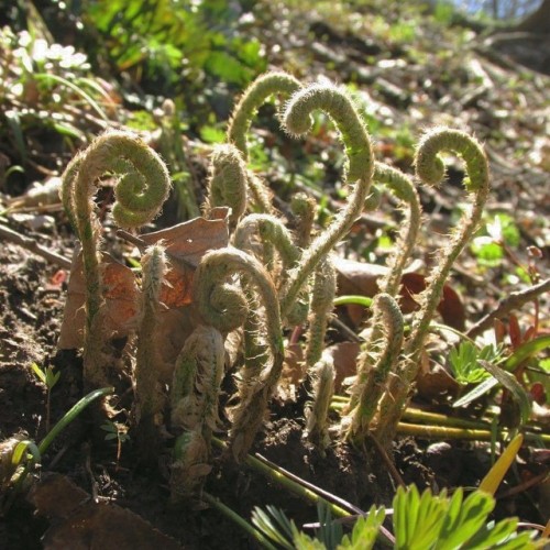 Look at these adorable little nuggets. #christmasfern #ferns #woodlandplants #illinoisplants