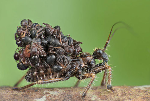 Assassin bug. (Acanthaspis petax) Acanthaspis petax is a species of assassin bug living in Africa, M