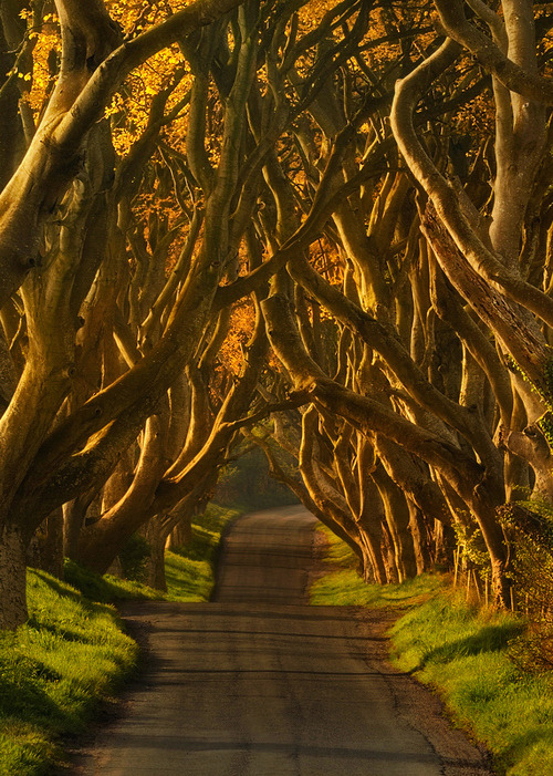 bluepueblo:   The Dark Hedges, Northern Ireland photo via besttravelphotos 