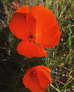 Spring has sprung. #spring #eastcounty #takeawalk