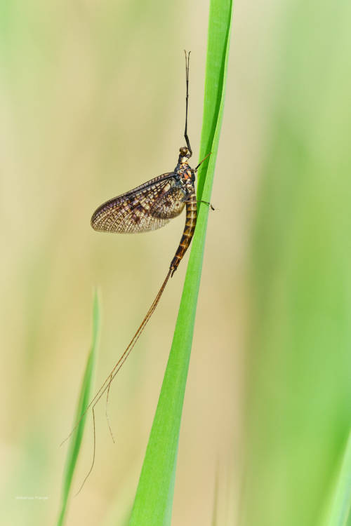 Mayflies