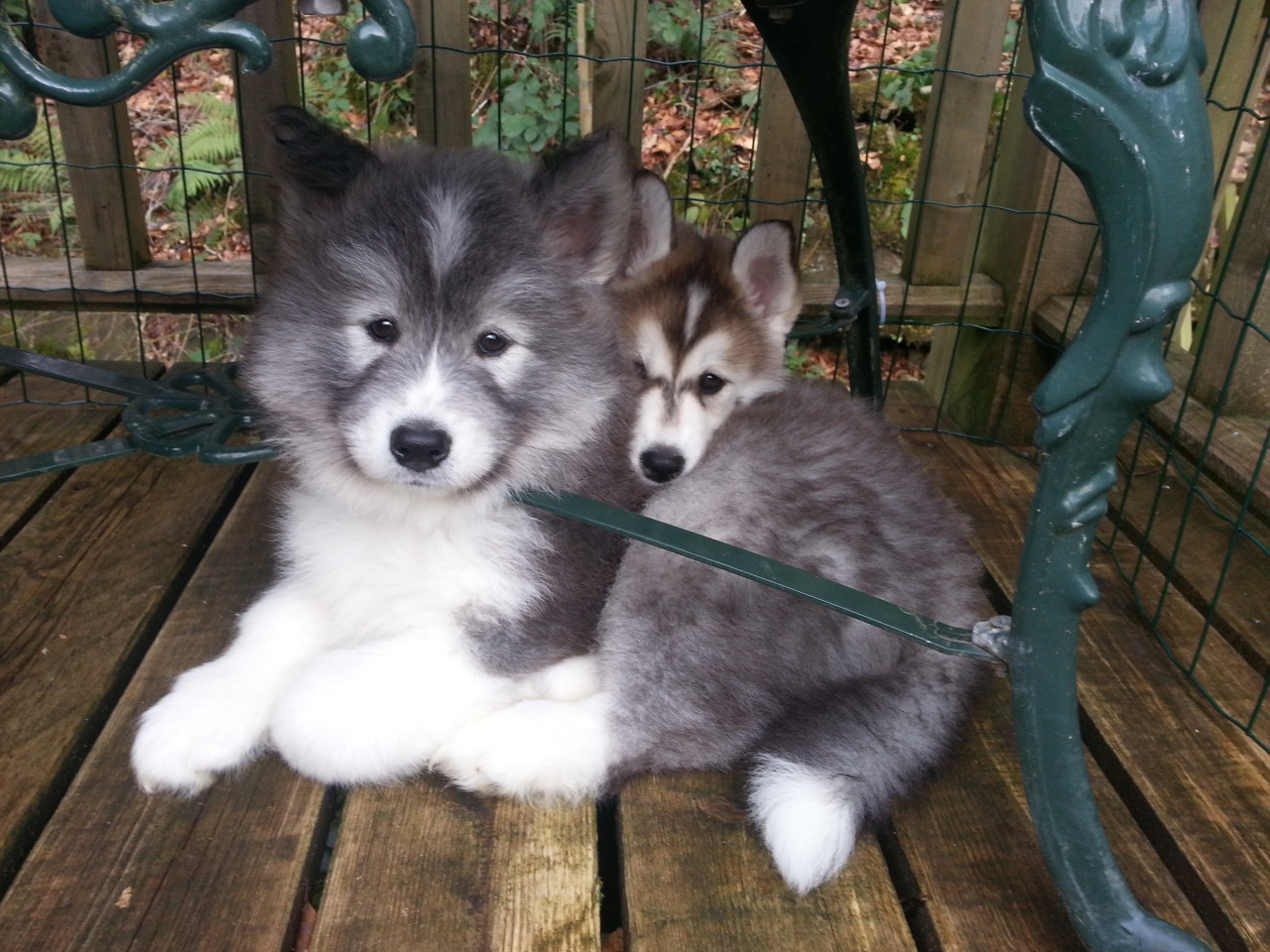 wolfmarkz:  More Huskamoyed pics - too cute for words! 