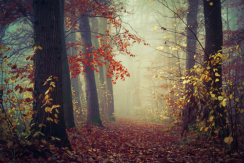 radivs:  Autumn Forest Captures by Oer-Wout  1 | 2 | 3 | 4 | 5 | 6 
